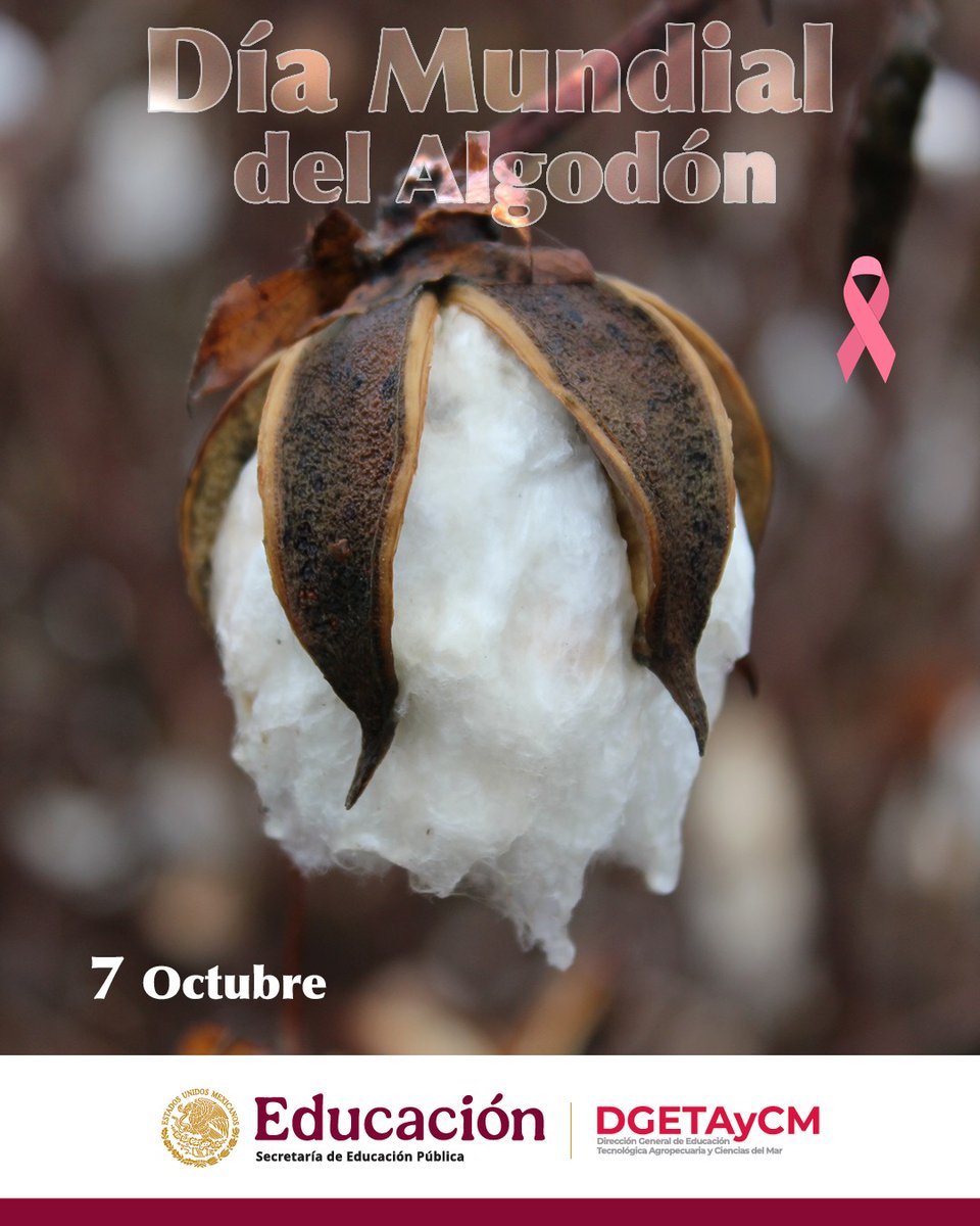 DGETAyCMOFICIAL's tweet image. Del campo a tu vida: el #algodón nos recuerda la fuerza de lo natural y sostenible.