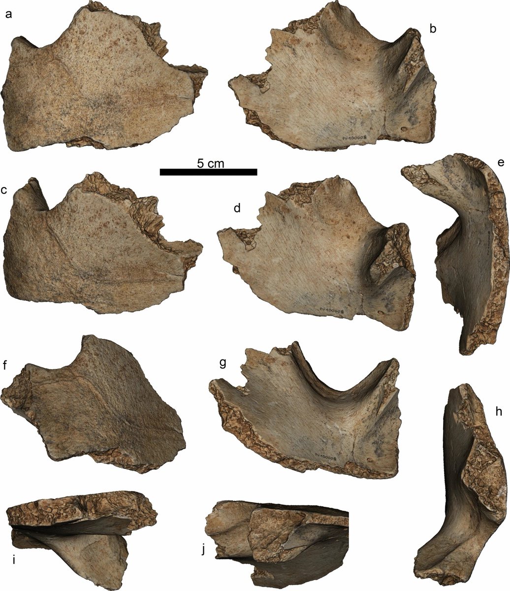Our new paper on the #tortoise from the Neogene of the #Gargano palaeo-island, in Italy. This #turtle was likely a member of the insular testudinid genus Solitudo.
Paper is in #openaccess :
sjpp.springeropen.com/articles/10.11…
with <a href="/EvanVlacho/">Βαγγέλης Βλάχος | Evan Vlachos</a>