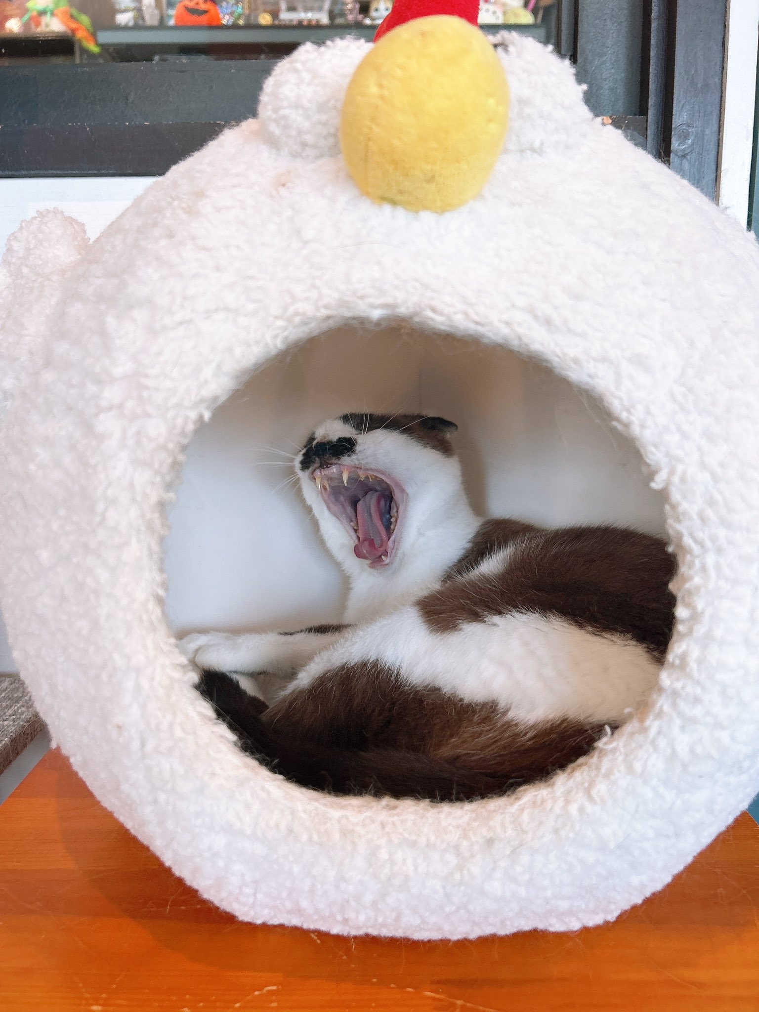 ねこまる様 四角い金魚鉢への正しい入り方。 #Shorts #猫は液体 | 私信 まる