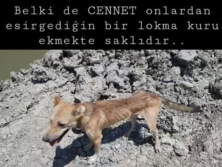 Belkide cennet onlardan sakladigin bir lokma kuru ekmekte saklıdır