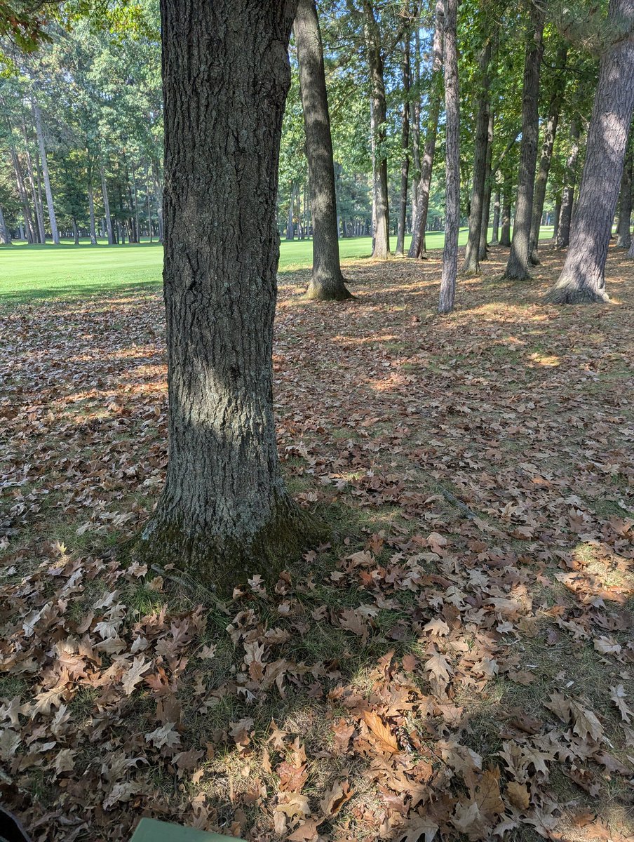 SkiRunLift's tweet image. A little mulch work today.. ahh, the before &amp;amp; after. Then, a good job thumbs up selfie 🤪😁
#Wisconsin #golfcourse #fall