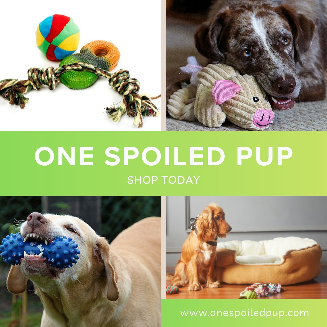 nancy_rich10723's tweet image. Tail wags guaranteed 🐕💫 Find your pup’s next favorite toy at 👉 onespoiledpup.com

#OneSpoiledPup #SpoiledDogLife #DogToys #Pawsome #DogMomLife