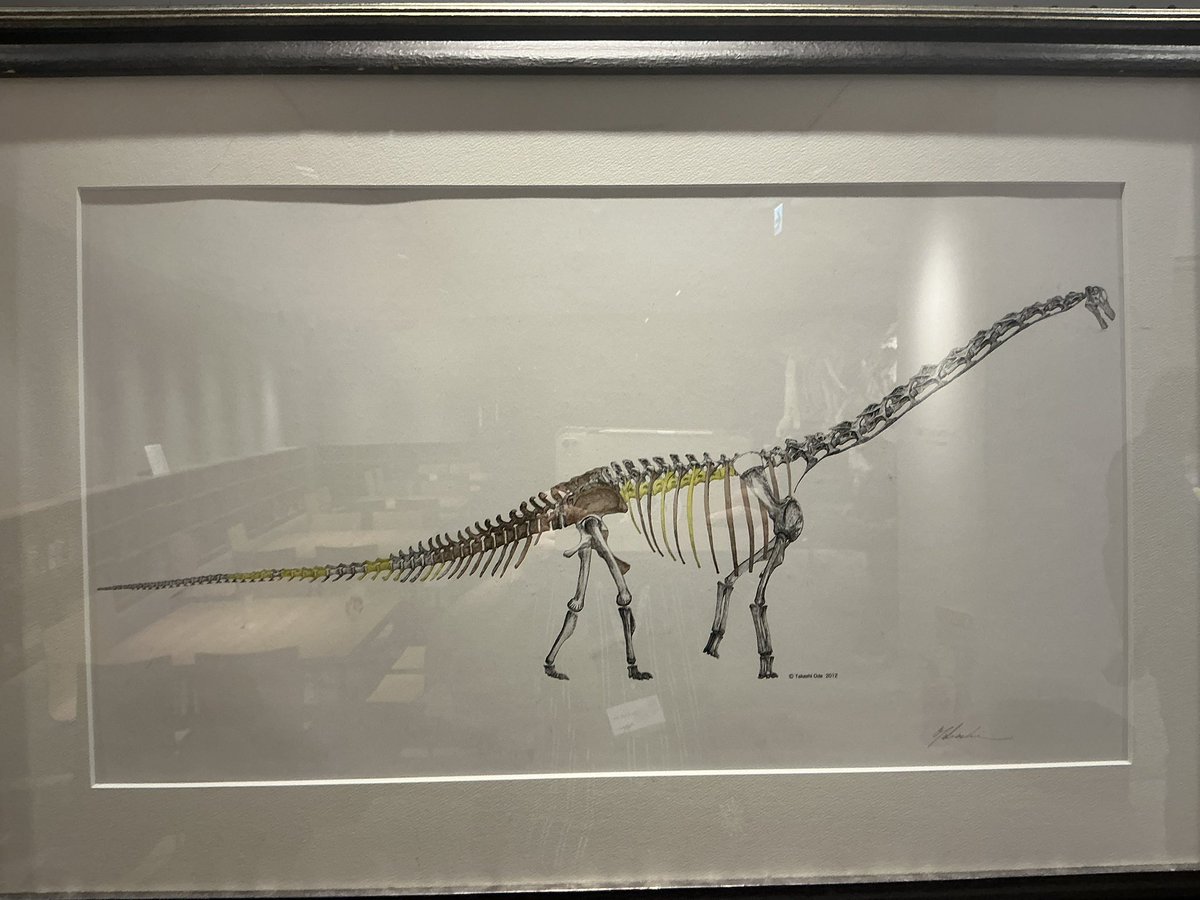 JHemiptera's tweet photo. 효고현 탐바공룡박물관에 전시된 오다 타카시(@studiocorvo) 교수님의 그림들. 1억 1,000만년 전에 살았던 목긴공룡 탐바티타니스의 복원도들이다. 지난 6월에 과학관에서 강연으로 복원 이야기를 들었는데, 이걸 실물로 볼 수 있는 날이 올 줄이야… https://t.co/3YLh0RHPSd