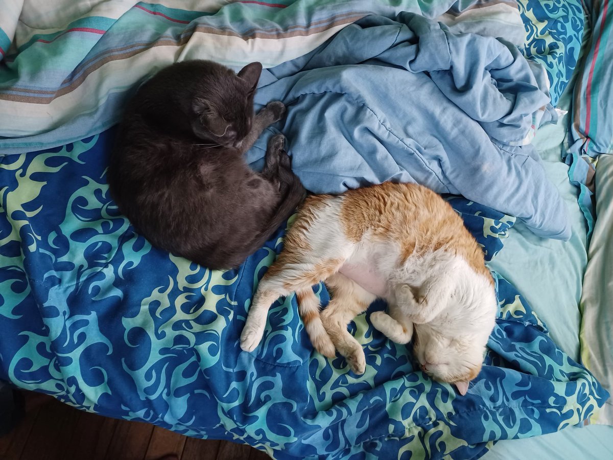 MackyJello's tweet photo. @DeadbyDaylight These two are Rome amd Bailey https://t.co/18BZXOBKcK