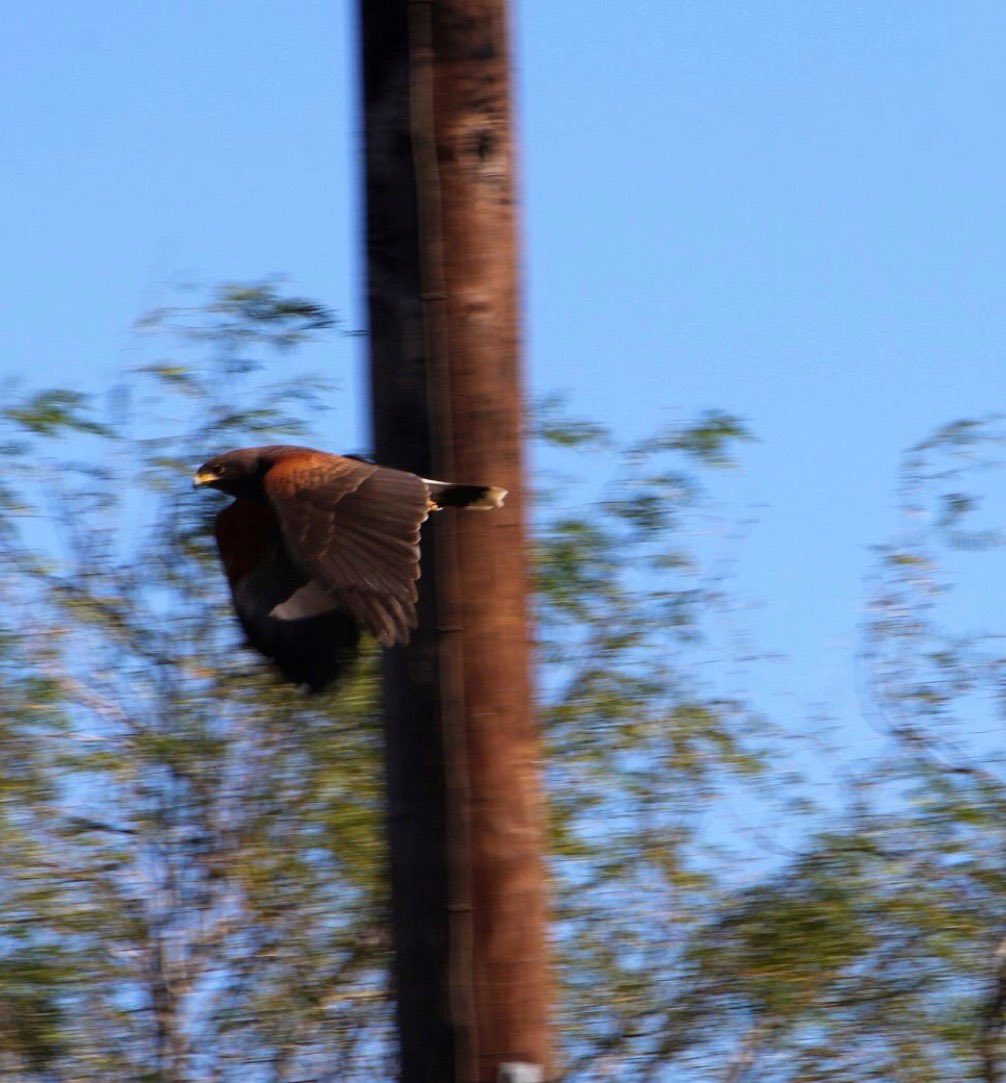 Harris Hawk #birdphotography