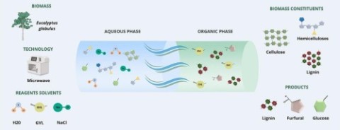 BioDeSost_UVigo's tweet photo. New work entitled "γ-Valerolactone-based processing of Eucalyptus globulus wood for integrated fractionation and platform chemicals production". 
https://t.co/aamWZJj9On https://t.co/PaSIeh8S50