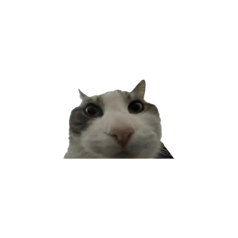 leajaa's tweet photo. @GrizMeta @aeson ready https://t.co/08wthd13wE