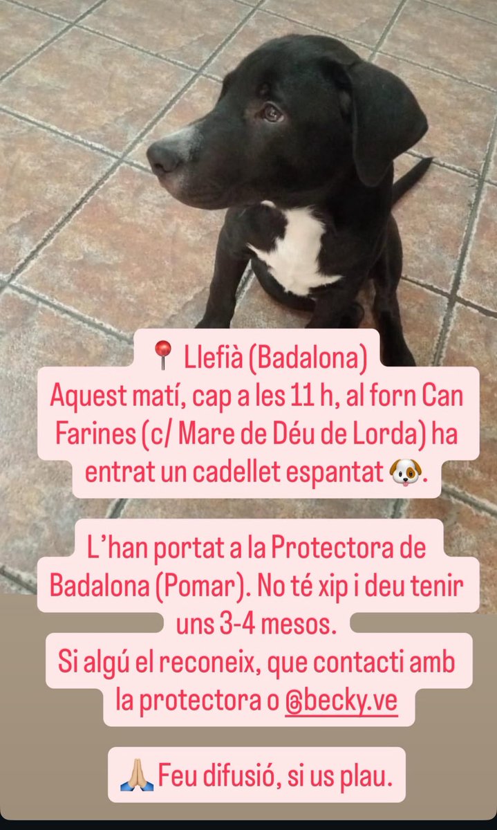 areagossosbdn's tweet photo. 🆘🆘¡¡ATENCIÓN!!🆘🆘
Este cachorro ha apareció está mañana en el forn Can Farines en calle Mare de Deu de Lorda
barri #Llefià #Badalona
Sin chip.
Si alguien lo busca, ponerse en contacto con el CAACBN o con el contacto del post⬇️
Máxima difusión
📣📣📣
#XarxaBarcelonaPerduts https://t.co/9tC2ZrlQHk