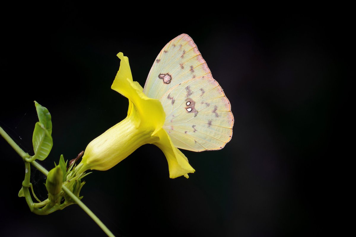 Mariposa azufre sin nubes
(Phoebis marcellina)

Cuastecomates, Jalisco