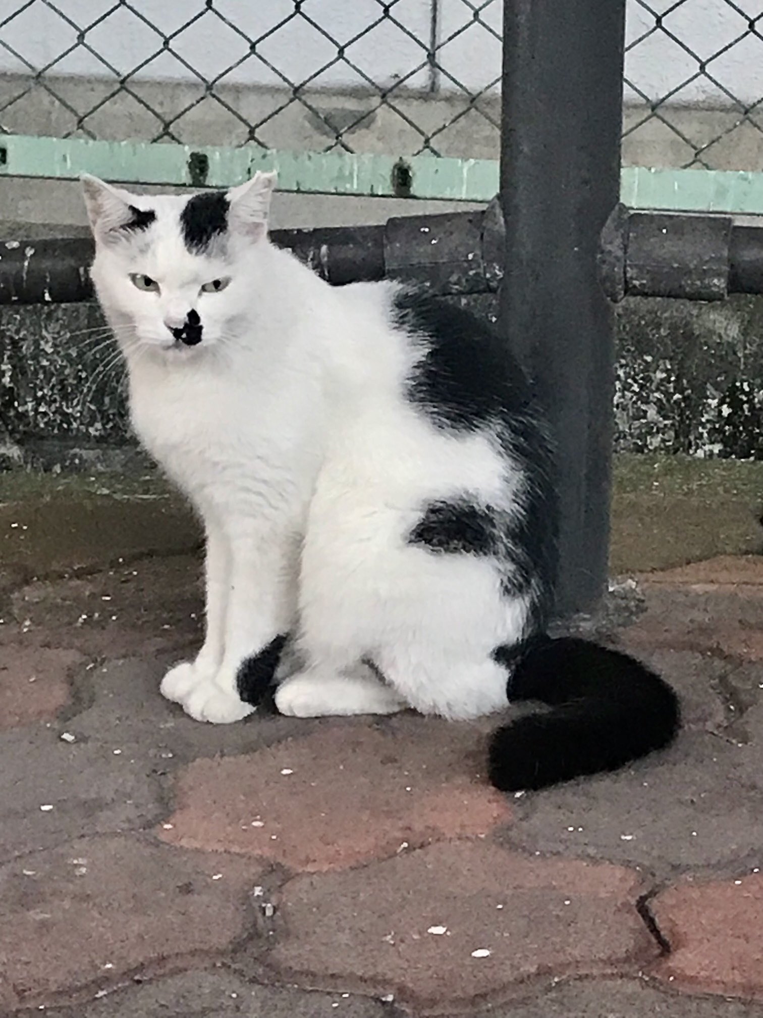 ネコちゃん photo 猫ちゃん新入舎情報！ | かねだい青梅店 最新情報