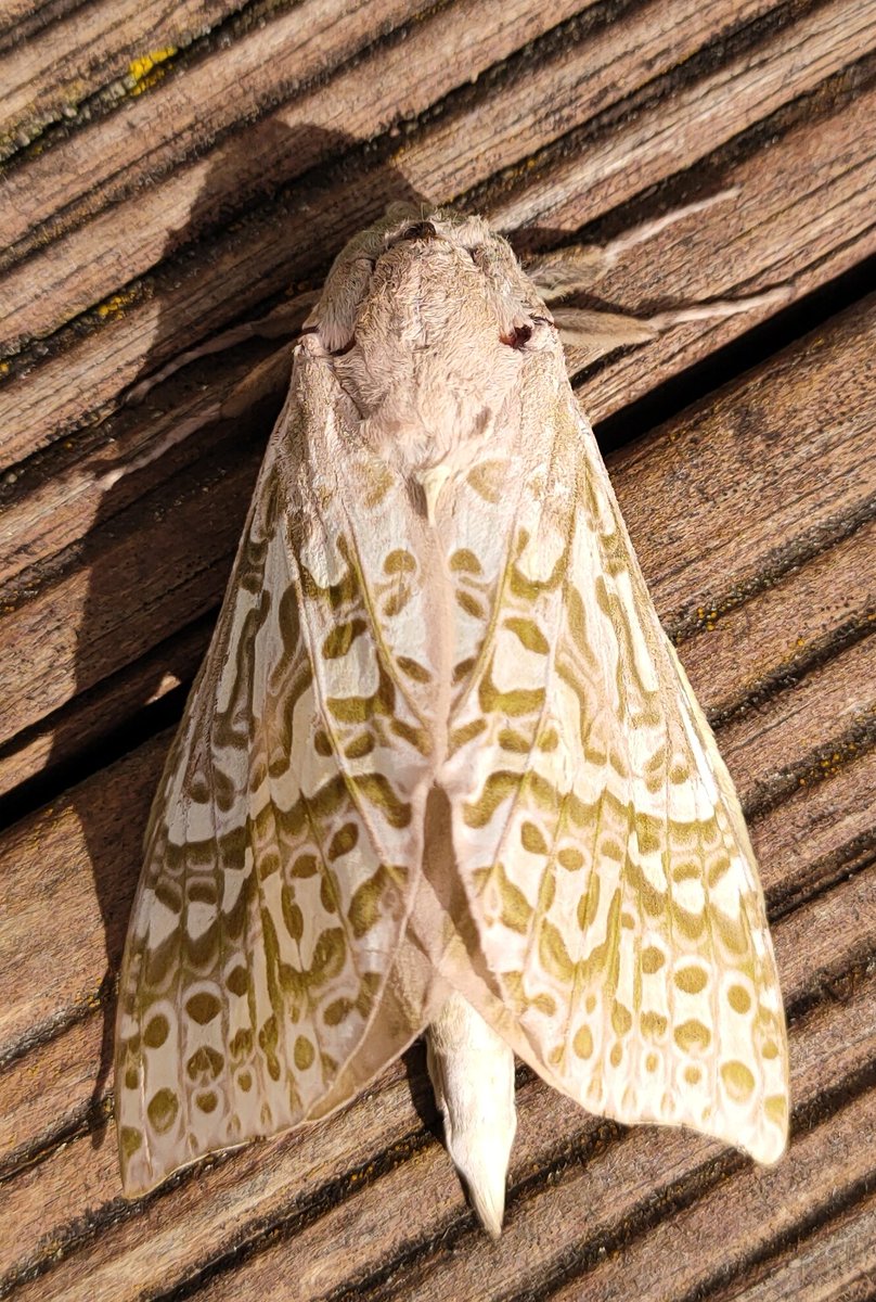 Puripuri moth, 15 cm wingspan

en.m.wikipedia.org/wiki/P%C5%ABri…