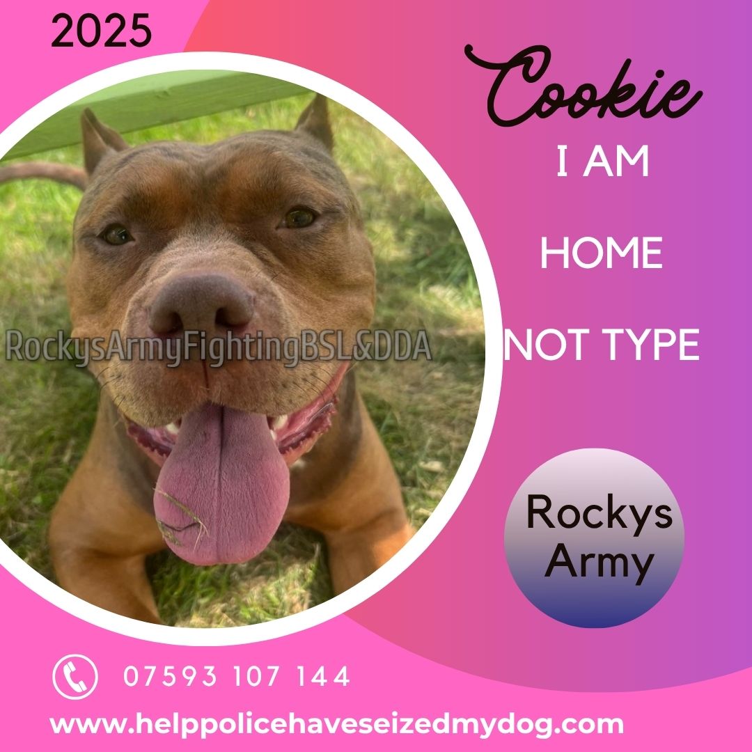 Rockys Army Fighting BSL & DDA tweet media