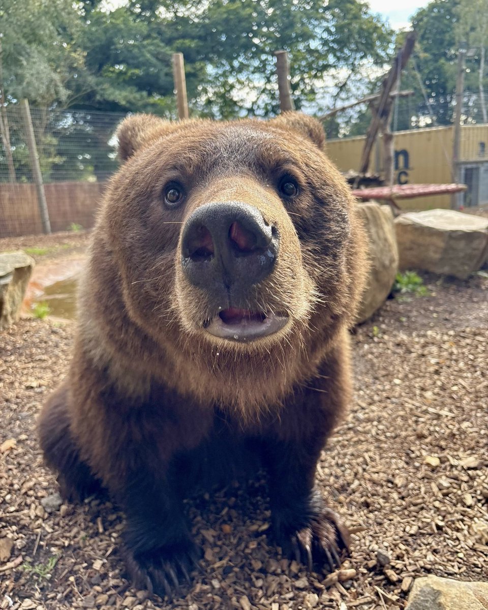 JimmysFarmHQ's tweet photo. September was packed with incredible moments at the park, and weโve captured some of the best ones! From mischievous moves to serene scenes, these shots truly showcase the magic of our animals.
Swipe, enjoy, and let us know your favorite! ๐โจ
#SeptemberHighlights #AnimalMagic https://t.co/E6B07Az8W5