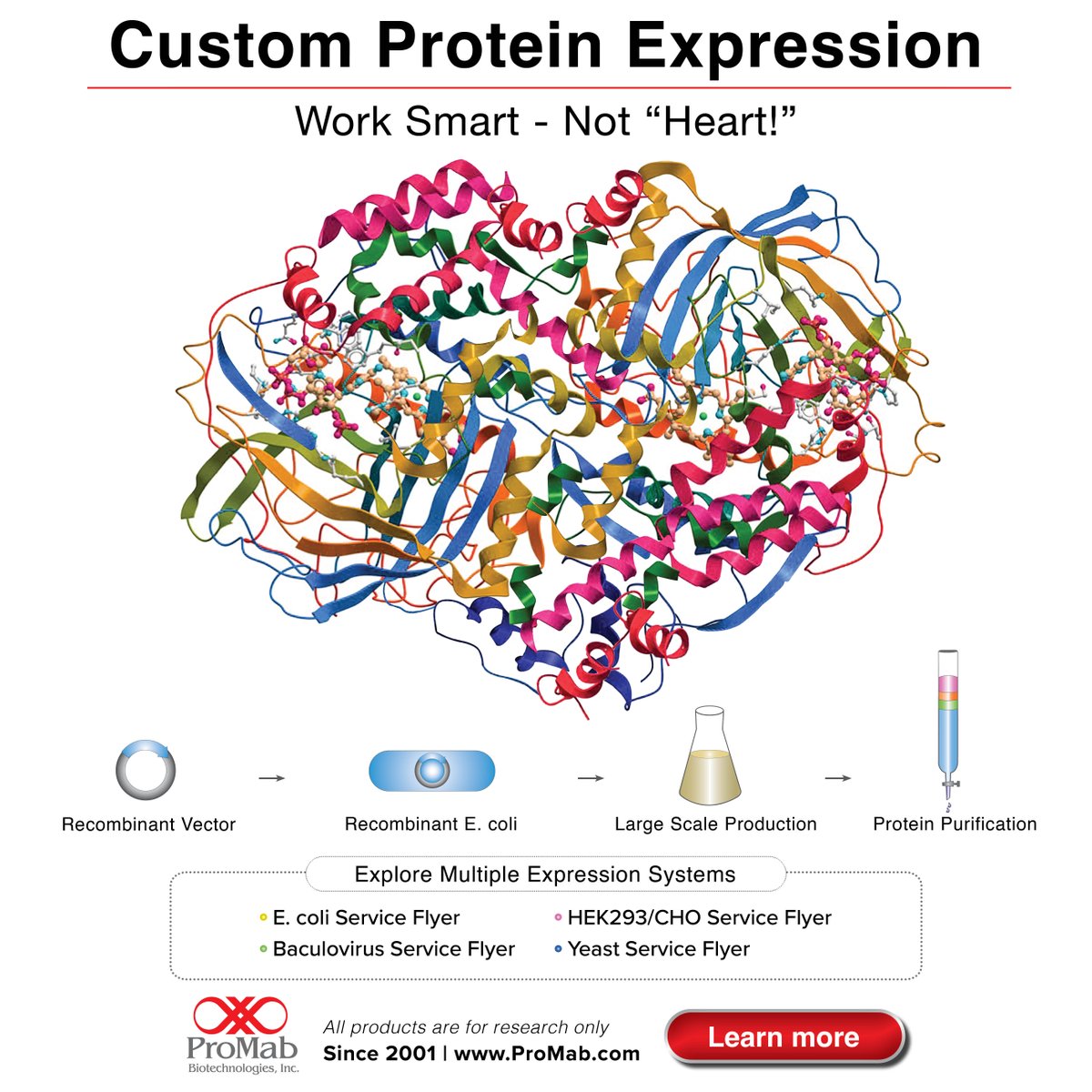 ProMabBiotech's tweet image. 🚀🔬 ✅  ProMab Biotechnologies has over 20 years’ experience producing proteins for researchers around the world.  Discover more at 👉🔗: na2.hubs.ly/H01l-tq0 #protein #antibody #genesynthesis #Biotechnology #ProMabBiotechnologiess #ProMabBioEra