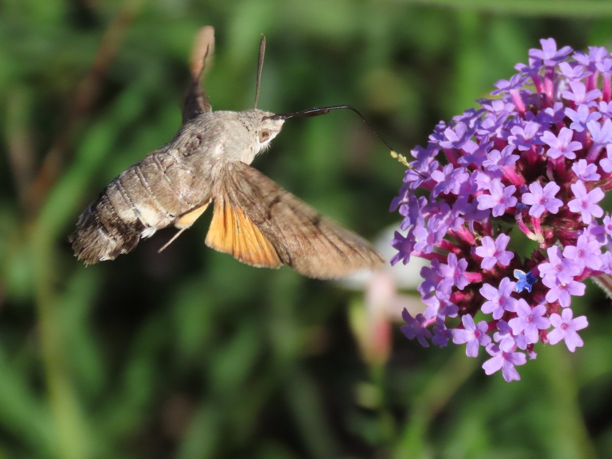 La esfinge colibrí (Macroglossum stellatarum) es tan hermosa como difícil de fotografiar, especialmente por lo rápido que mueve las alas. Le hice más de 100 fotos para conseguir alguna decente 😅 #Lepidoptera #Sphingidae #Macroglossum