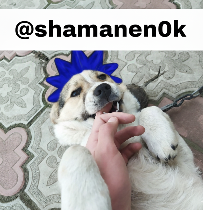 spektop's tweet photo. @monad @0xVikrew My dog is CHOG fun!!!
@ChogNFT https://t.co/grj891rPLK