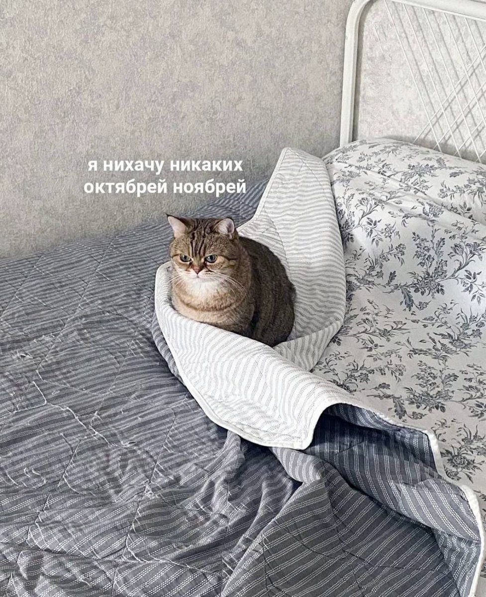 cats, i love cats (@catsilcats) on Twitter photo 