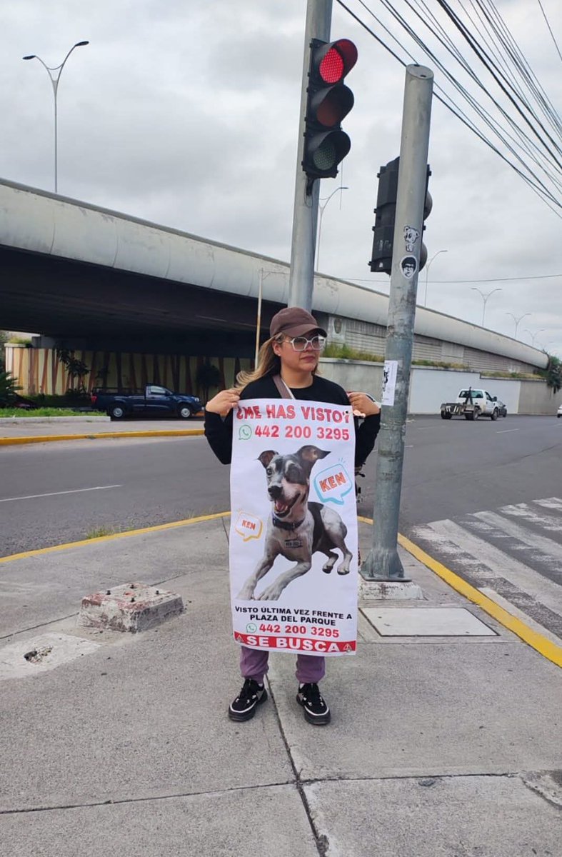 QueretarockNoti's tweet photo. 🚨⚠️Piden apoyo para localizar al Perrito "Ken", se perdió en Querétaro🐶🙏

Toda la información en el cartel de la imagen👇

#QueretarockNoticias #Querétaro #Noticias 
#NoticiasDeQuerétaro https://t.co/oym4fE0TAt