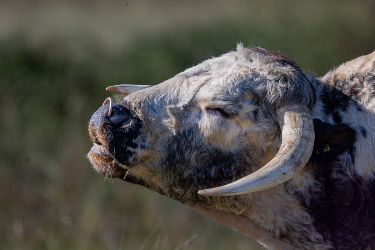 Just tell them a good joke and they're fine...

Bull at Oare Marshes, today.