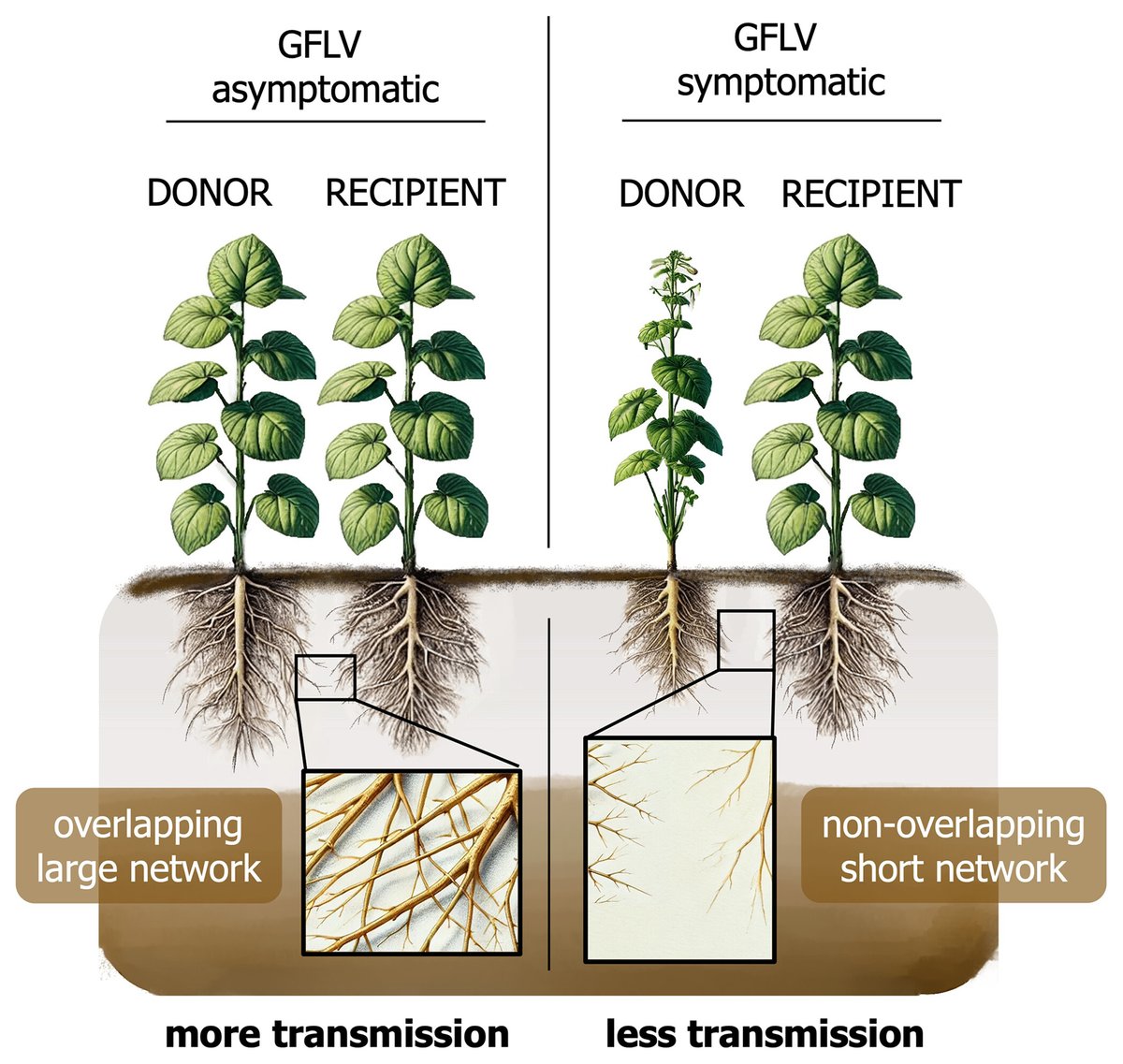 PhytopathologyJ's tweet image. Editor’s Pick: @_brandon_roy_ et al. present a first report of a soilborne virus modifying both the RSA of a plant host and transmission by its dagger nematode via a single viral amino acid. Read the open access article: doi.org/10.1094/PHYTO-…