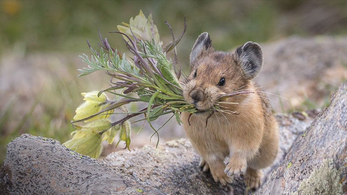 Interior's tweet image. Every summer, adorable pikas gather mouthfuls of wildflowers and grasses to build giant haystacks for winter. They lay the vegetation on rocks to dry in the sun, then store it in their dens for food through the cold months. 💐