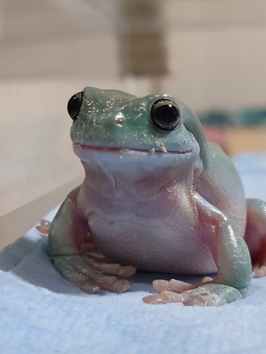 イエコｳﾏｳﾏｰ