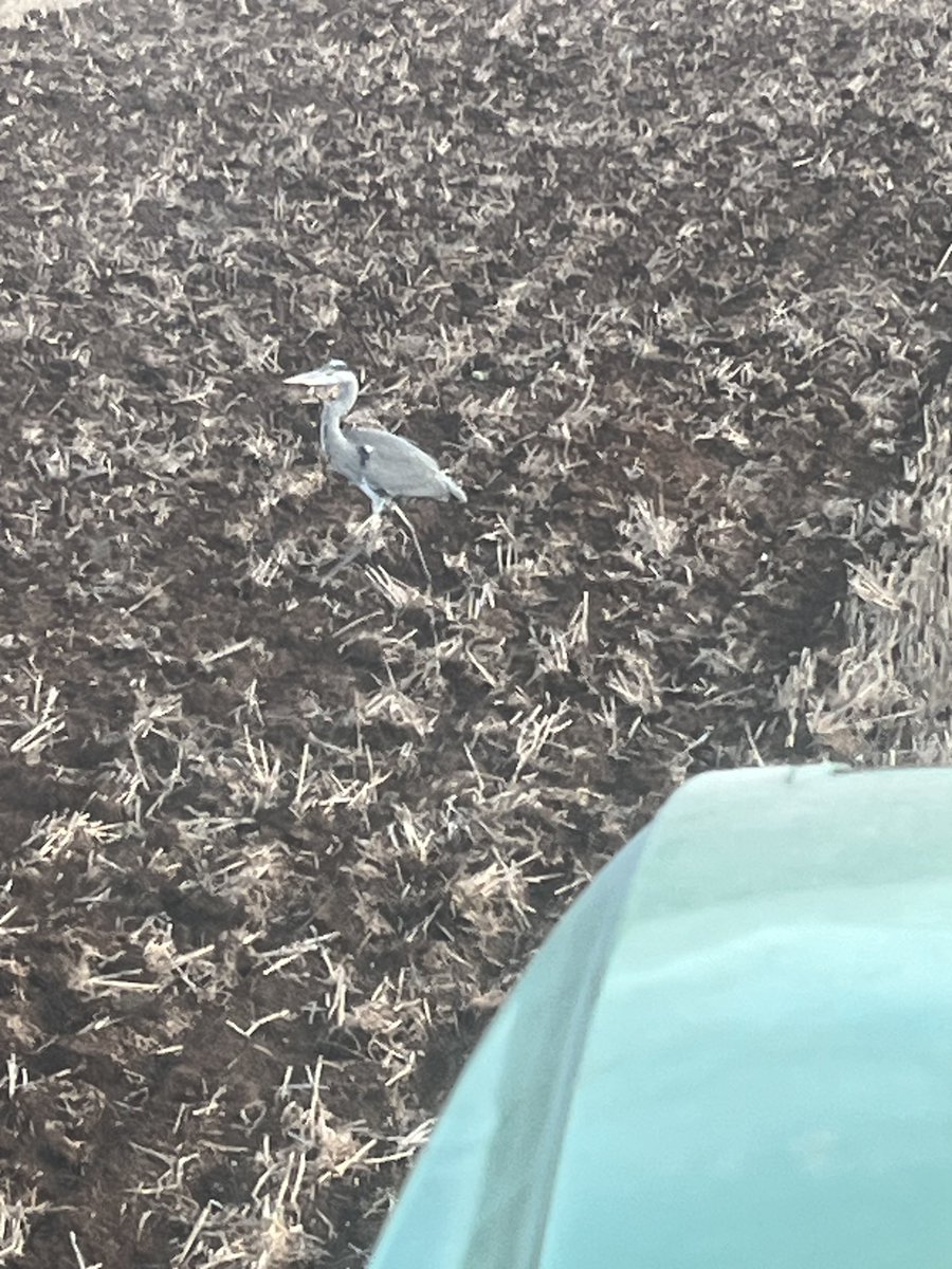 Longwool's tweet image. Not an everyday sight when cultivating stubbles #lost