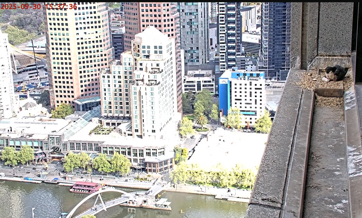 Falconwatch_'s tweet photo. Melbourne, Australia.
30th September 2025.
The 1st egg has hatched 🐣
📸 367 Collins Falcons/YouTube https://t.co/CcsnOQfm7M