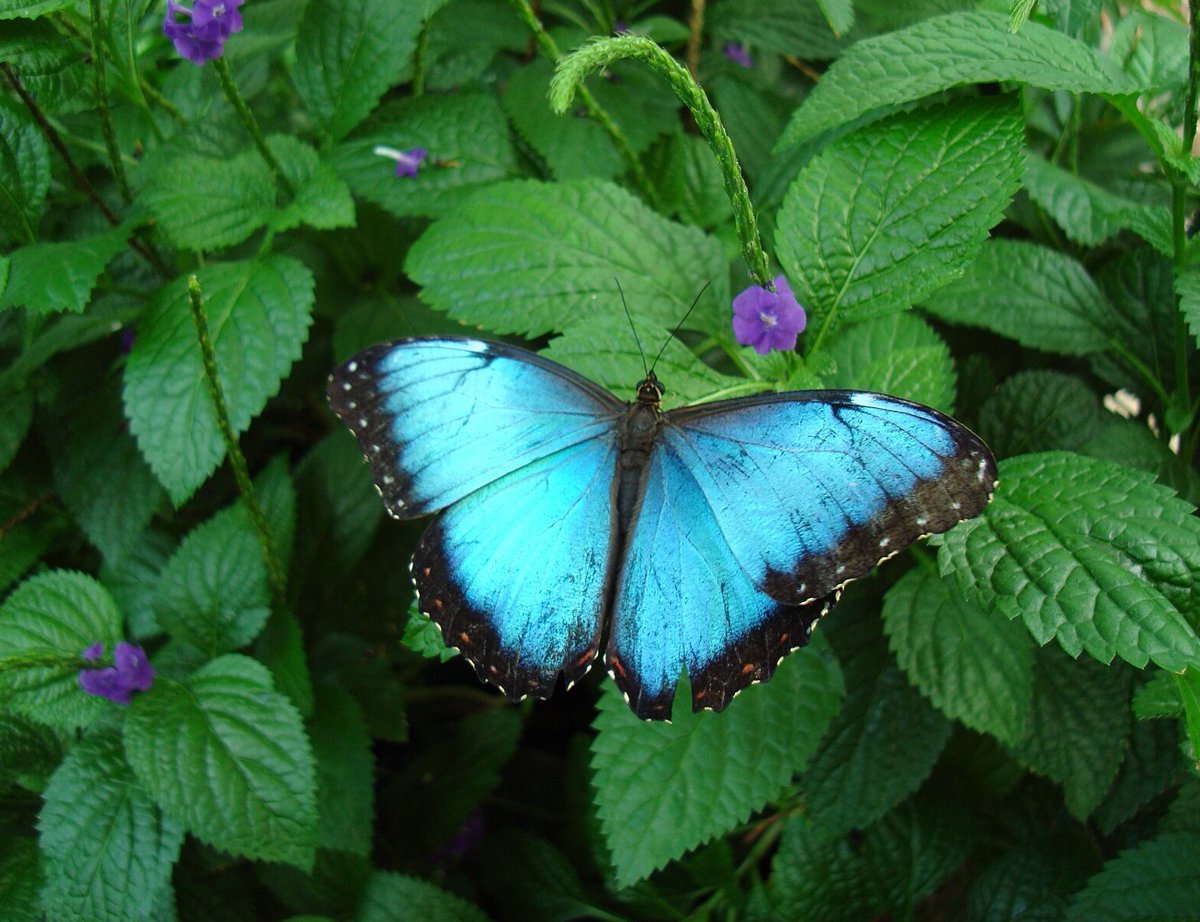 SilverBirchPres's tweet photo. "Blue," poem by Maryann Hurtt @TucBotanical @NiagaraParks (BUGS & INSECTS Series): https://t.co/AWF22mleSC
#poetry #butterflies #bluemorpho #WisconsinPoets #poems https://t.co/e3oBDQbqGi