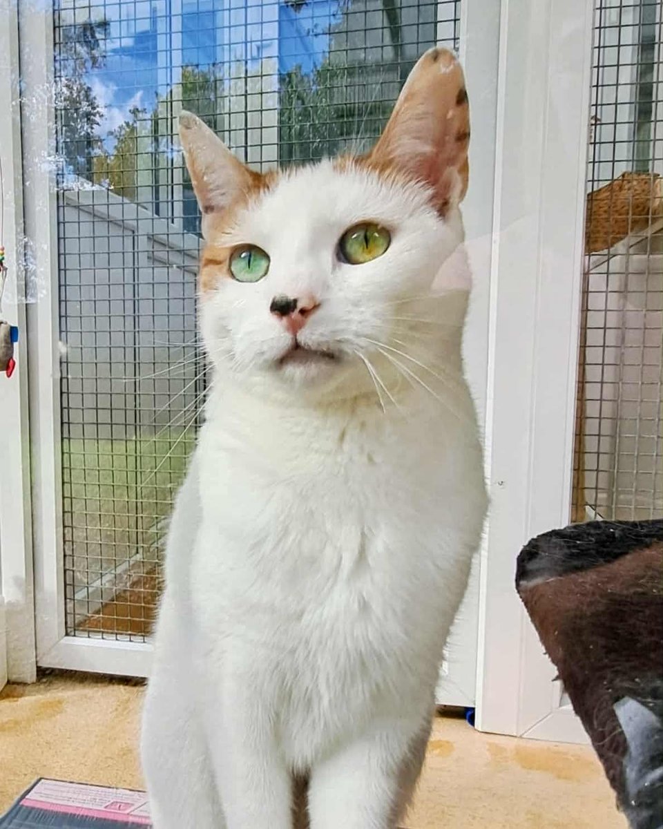 Coventry Cat Group tweet media