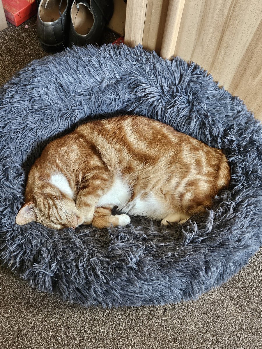 Stranger Angela (@strange33066418) on Twitter photo Chef cat Gizmo is a <a href="/NigelSlater/">nigel slater</a> fan. We did Nigel's Perky Turkey (well chicken) this evening, with wraps & crispy chicken skin instead of the salad. Gizmo said it was yummy, not that I let him have more than a taste. He was then reduced to eating actual cat food🙀 #CatsOfX Chef cat Gizmo is a <a href="/NigelSlater/">nigel slater</a> fan. We did Nigel's Perky Turkey (well chicken) this evening, with wraps & crispy chicken skin instead of the salad. Gizmo said it was yummy, not that I let him have more than a taste. He was then reduced to eating actual cat food🙀 #CatsOfX