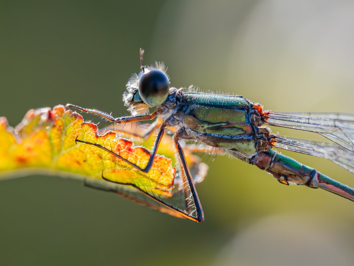 Into the sun, Willow Emerald Damselfly (Chalcolestes viridis).

Seen today at Oare Marshes