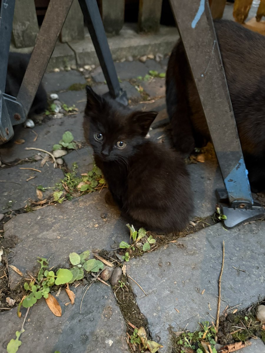 Black cat army… open to offers!