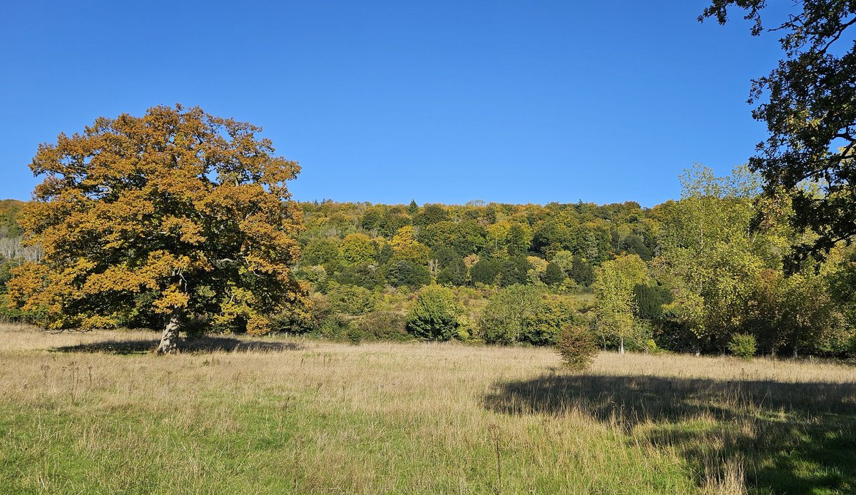 The Surrey Hills are starting to look quite autumnal. 🙂