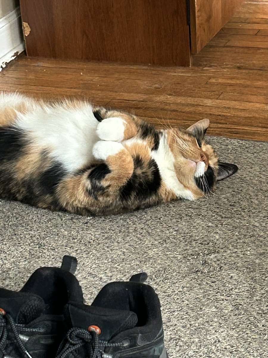 therealEricB5's tweet photo. @RespectfulMemes this is my dads cat pebbles https://t.co/YxyUpgFkpO