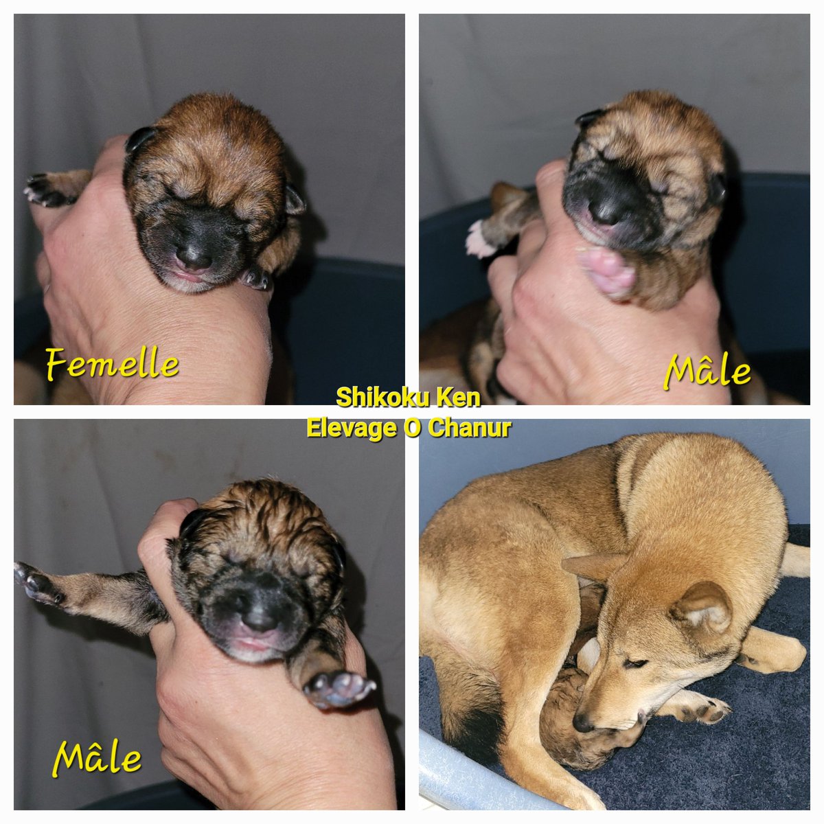 🔥🐺 Les 3 chiots de D.Va sont nés ce mardi! 😃 2 mâles et 1 femelle en pleine forme 🥰 Voici les 1eres photos 🐺 
#四国犬 #shikoku #shikokuken #shikokudog #elevageshikoku #elevagecanin