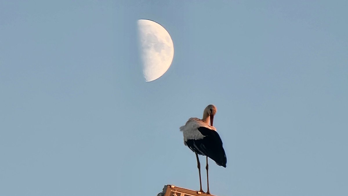 Manelcruzriera3's tweet image. Ni fet esprés. Cigonya amb creixent de lluna #empordanet #pals
