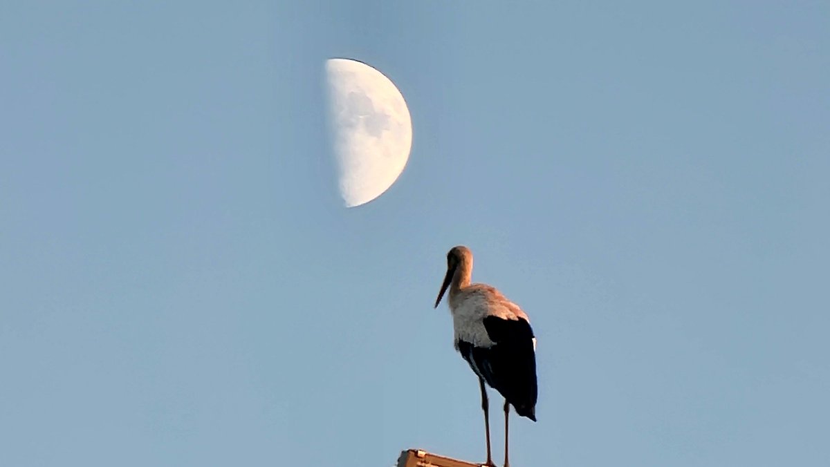 Manelcruzriera3's tweet image. Ni fet esprés. Cigonya amb creixent de lluna #empordanet #pals