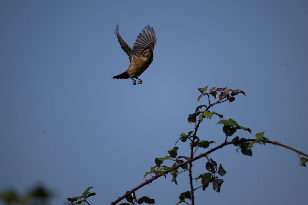 Same shot cropped and tidied in pic 1., with the original in pic 2.
Stonechat (Saxicola rubicola)