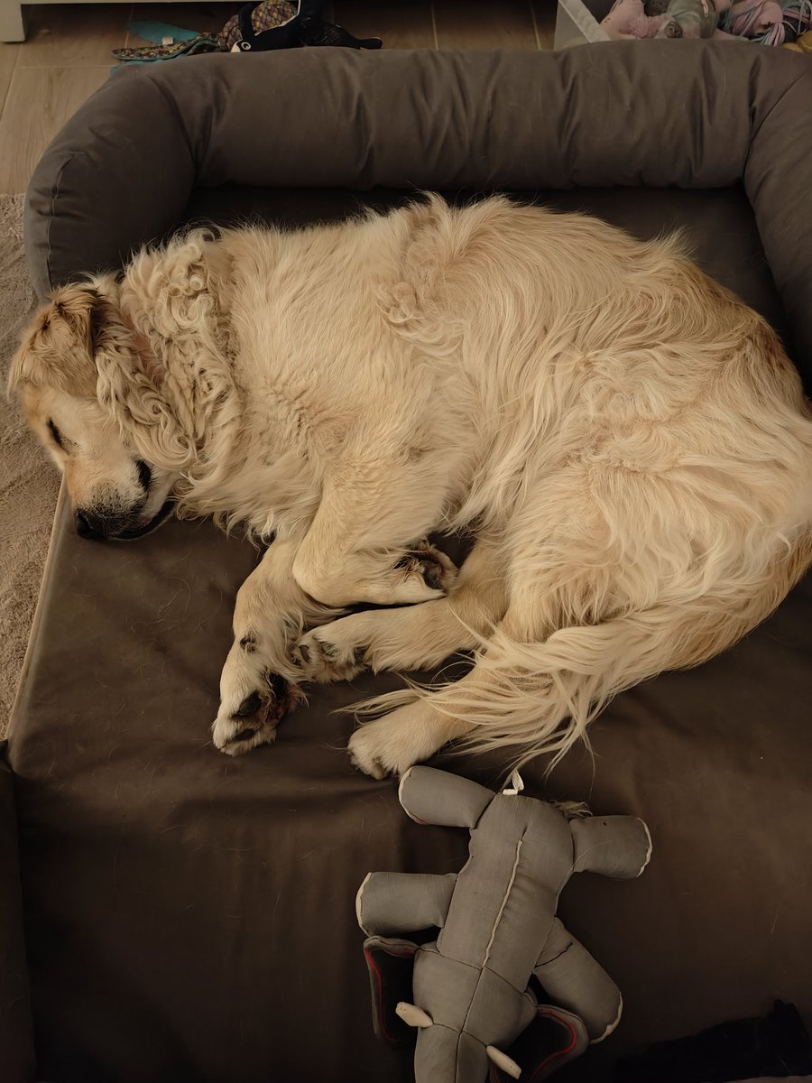 Phew! It's hard work entertaining guests 😂❤️🐾🐾 It's 6.30pm and I've taken to my bed 🤣🥱 #goldenretriever
