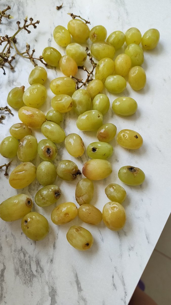 Alicia Izquierdo 🌻 tweet media