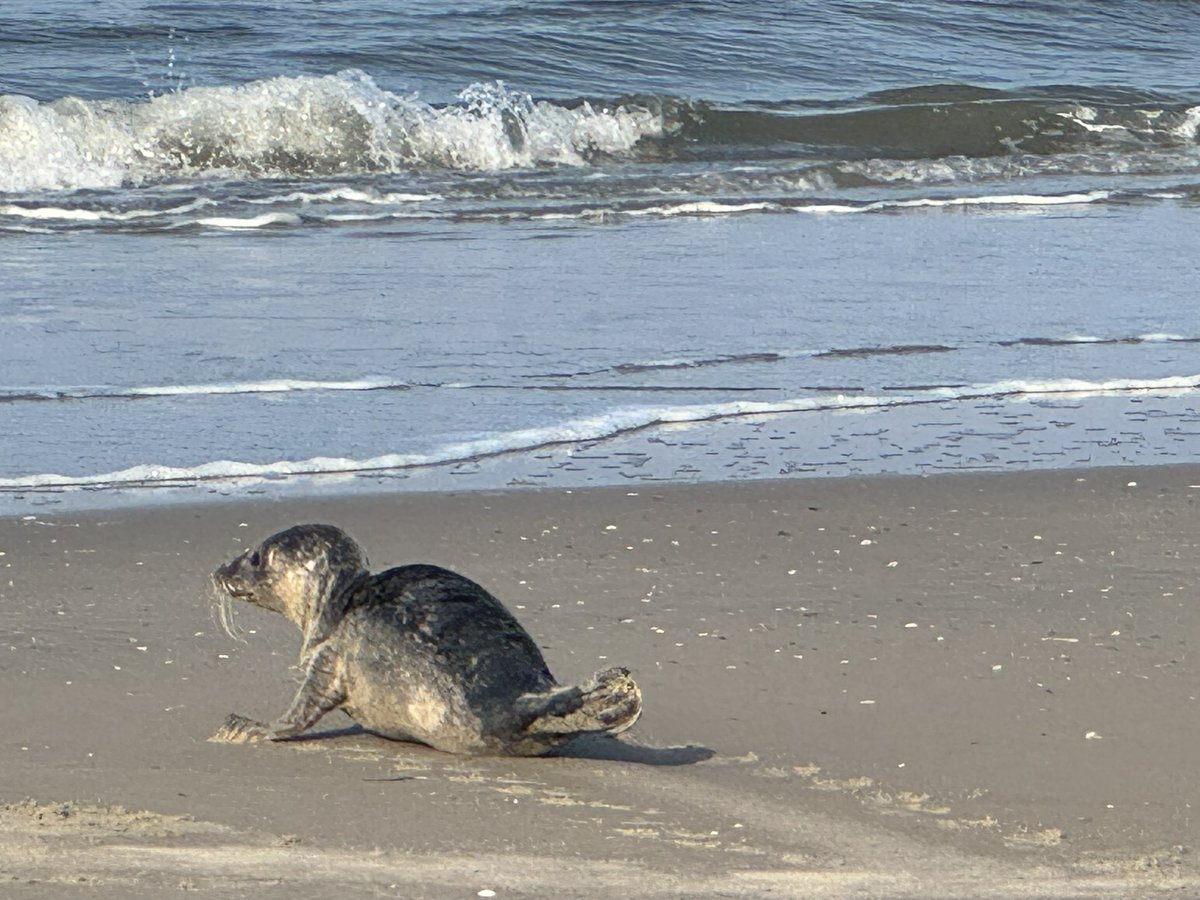 Bert van Dijk tweet media