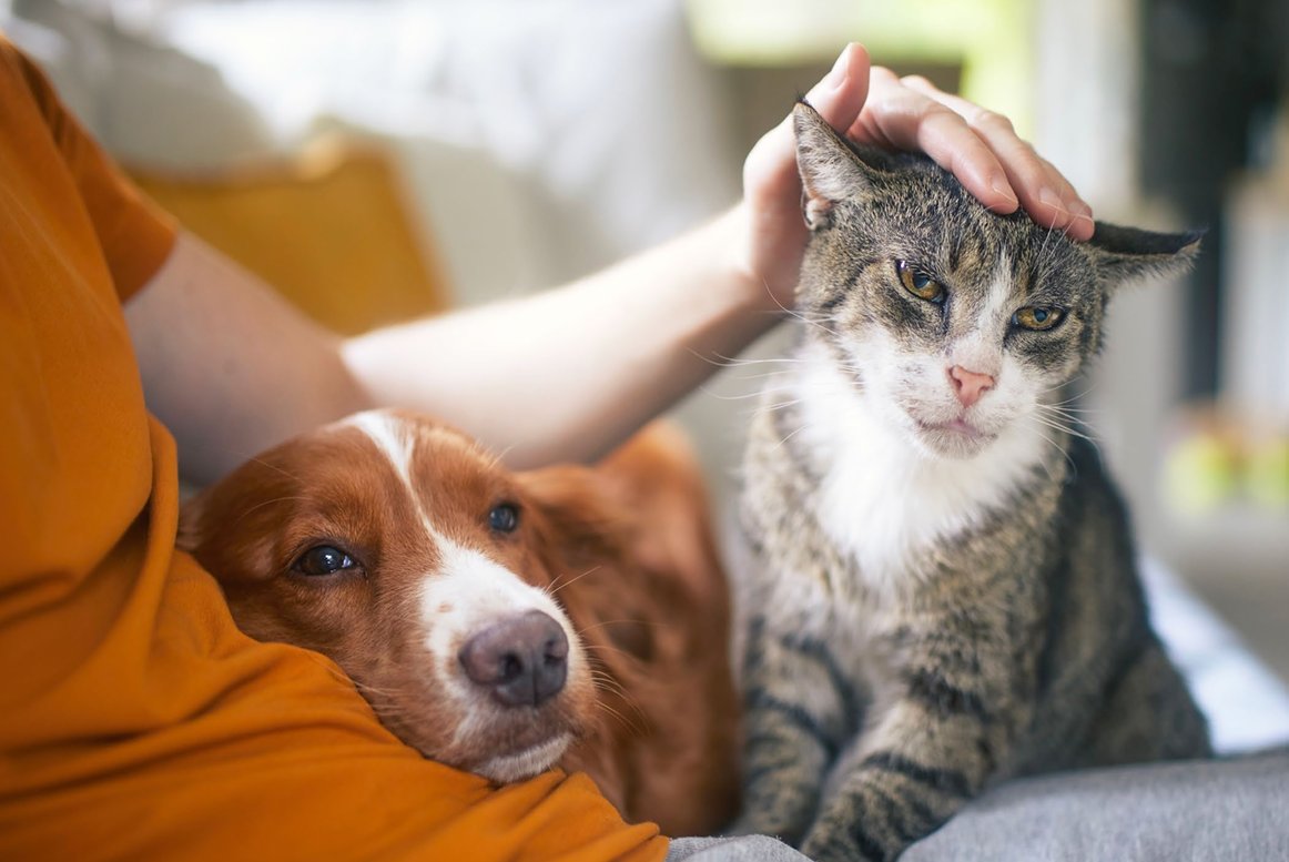 Vet_Matrix's tweet image. It’s Happy Cat Month, a time to celebrate our feline friends and promote their health, happiness, and well-being. Check if your practice appears online when potential clients search for pet care services in your area.

bit.ly/4nt9SRi