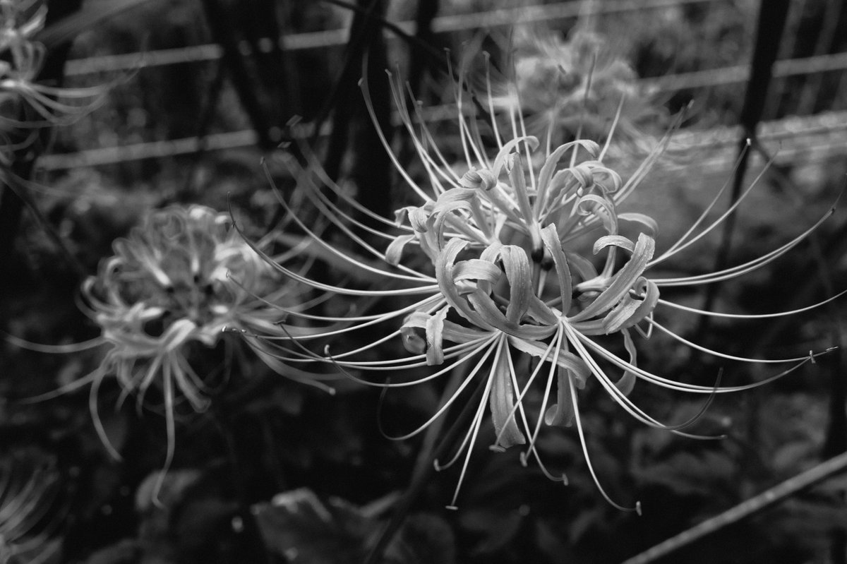 biyoon's tweet photo. 川沿いをカメラをもって散歩。
さすがに季節が変わった感。

Sigma45mm f2.8がハマった時のシャープさと柔らかさの同居感は好き。

#LUMIX #S1RM2 #Sigma45mmdg https://t.co/oHqhT3u1s2