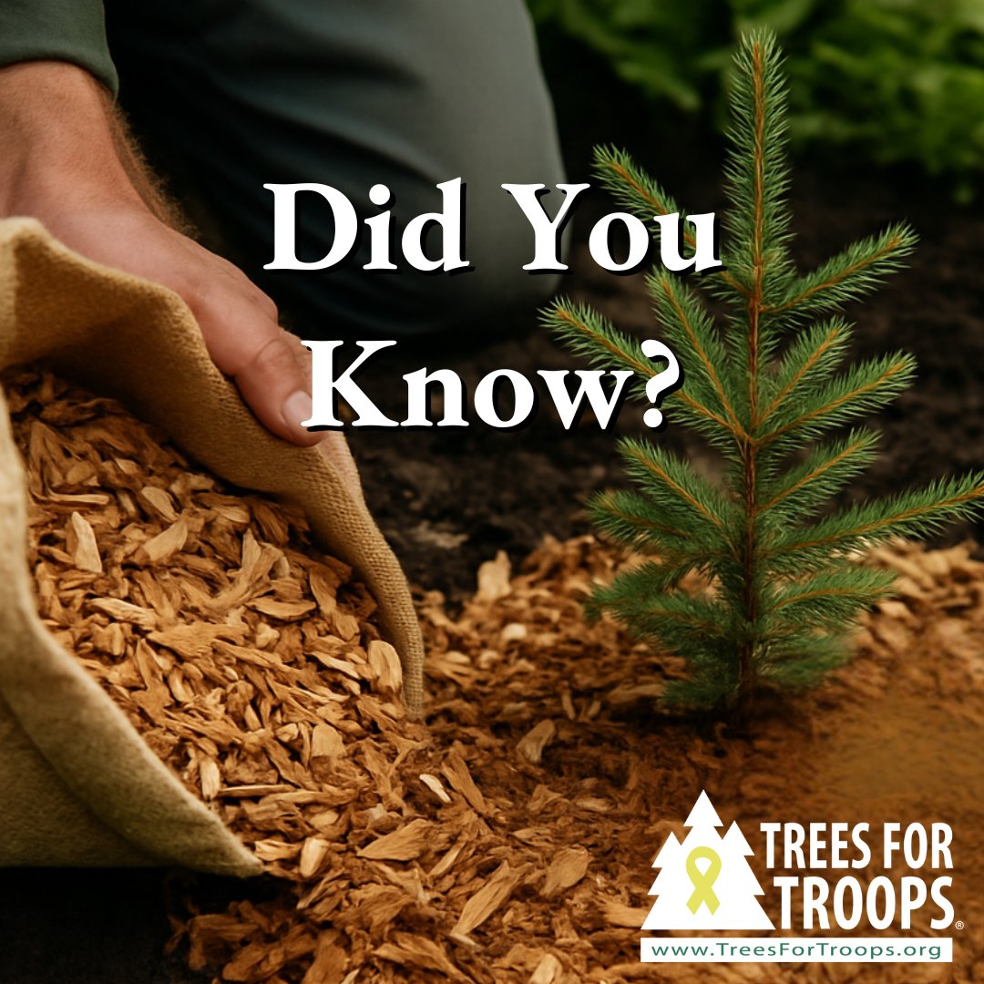 Trees4Troops's tweet image. 🎄 Your tree’s story continues in the garden. Recycled into mulch, one Christmas tree can cover a 12×12 foot bed, feeding soil long after the season ends. 🌱 #TreeFacts #TreesForTroops #ChristmasSpiritFoundation #SupportOurTroops