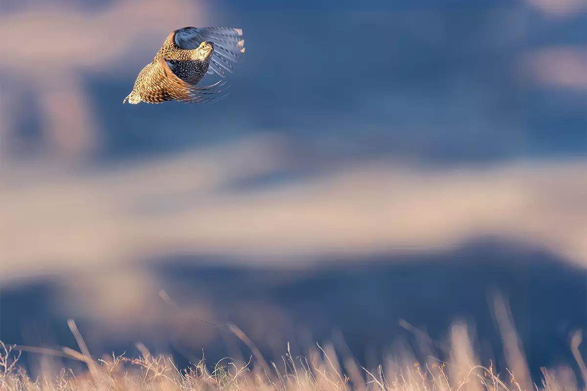 OUTDChannel's tweet photo. Nebraska's Sandhills region offers exceptional action for sharptails and prairie chickens in early fall. Learn more via @GameAndFishMag: https://t.co/BEwL59uxyi
#FindYourAdventure #outdoors #hunting #Nebraska #sandhills #wingshooting https://t.co/bWqlUKOspu