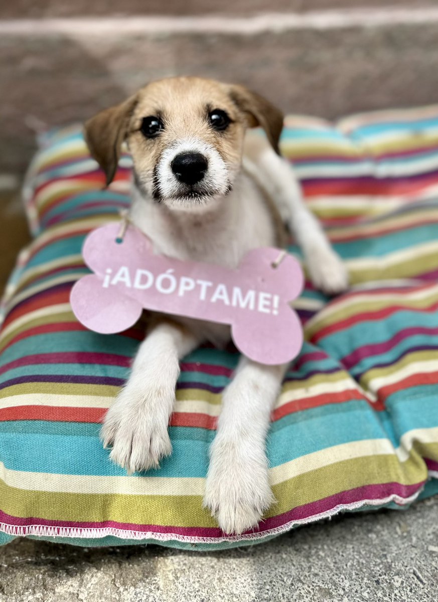 H_Limoneros's tweet photo. Ella es Cassie🤎fue abandonada en la calle junto con su hermano con tan solo 1 mes de edad😞tan cariñosa y linda que es y ya conoció la indiferencia de los humanos, adóptala para que crezca en un hogar en lugar de crecer en el refugio🙏🏼merece su final feliz.
-Carácter: Es la más cariñosa con todo el mundofile gusta mucho subirse a tus piernas para que la acaricies, es muy juguetona, te sigue por todos lados y lo único que quiere es amor🥰
-Talla: Mediana (eso calculamos, pero no podemos saber con certeza)
-Edad: 2 meses 
-Protocolo: Vacunada / Desparasitada / Se buscará al adoptante cuando tenga la edad para esterilizarse para que se opere 

🔺Si te interesa adoptarla por favor llena el formulario👉🏼https://t.co/5erVc44qis 🙏🏼