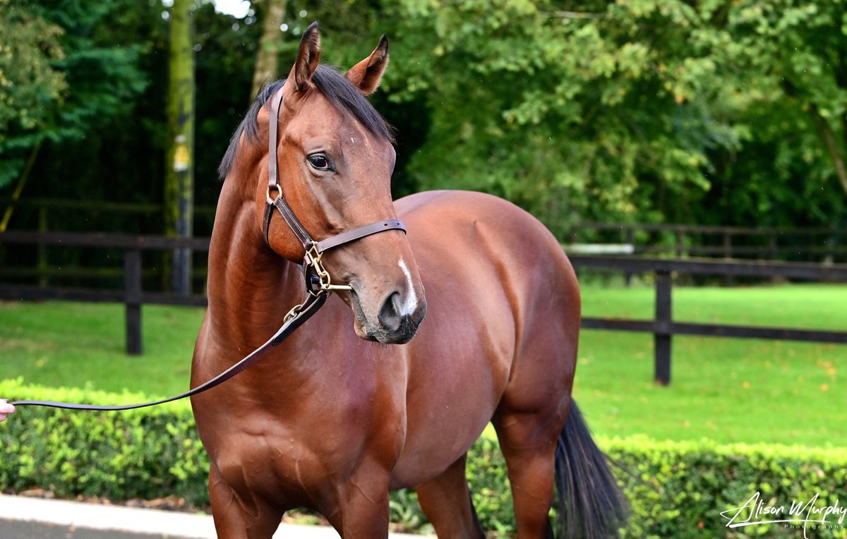 Delighted to sell our striking son of Persian Force <a href="/Goffs1866/">Goffs</a> for €100,000 to Tres Amigos. Wishing the best of luck to <a href="/RamiroRestrepo/">Ramiro A. Restrepo</a> and with this colt.