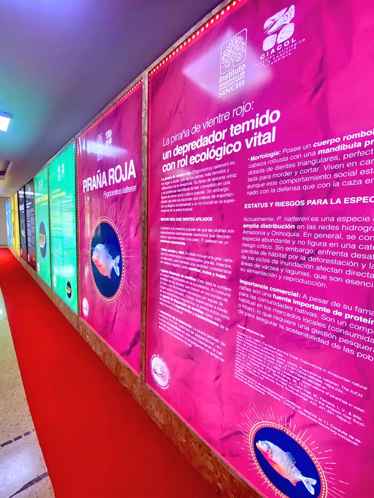 InstitutoSINCHI's tweet photo. |📍 Cali se viste de Amazonia.
A partir de hoy abrimos la exposición Peces de la Amazonia en el Museo de Historia Natural del @INCIVACOL.
Más de 80 especies te mostrarán por qué la Amazonia es el bioma con mayor diversidad de peces de agua dulce en el planeta. 🌿 💙🐟
🐠 Conoce al Pirarucú, la Piraña Roja, el Bagre Dorado, el Temblón y la Arawana.
#AmazoniaViva #CienciaParaLaVida