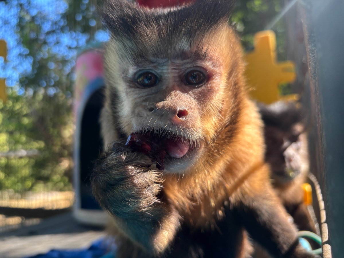 Introducing our newest resident — Winnie capuchin monkey! Learn more about her and support her life in sanctuary through a Primate Pal sponsorship at primaterescue.org/staff-primates…